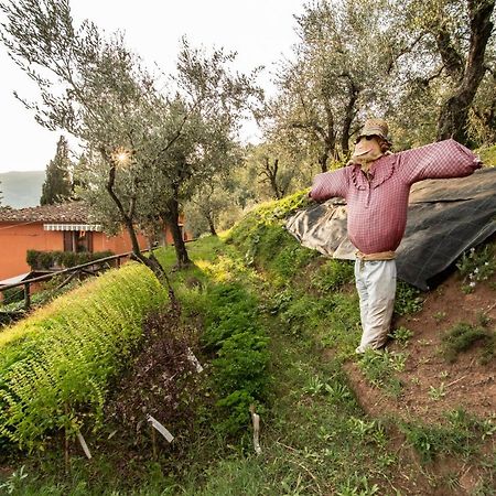 Casetta Di Butia, Glicine Apartment Borgo a Mozzano Zewnętrze zdjęcie